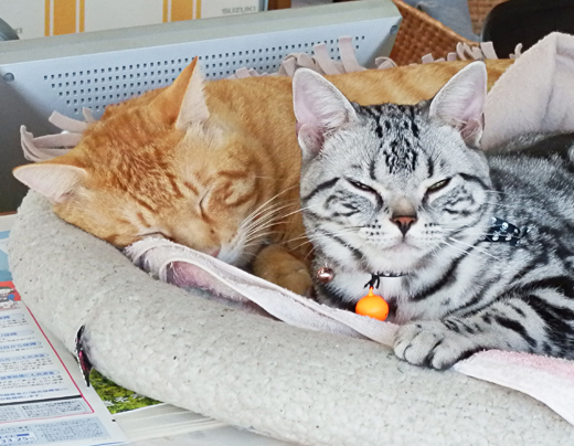 はじめまして！看板にゃんずです！