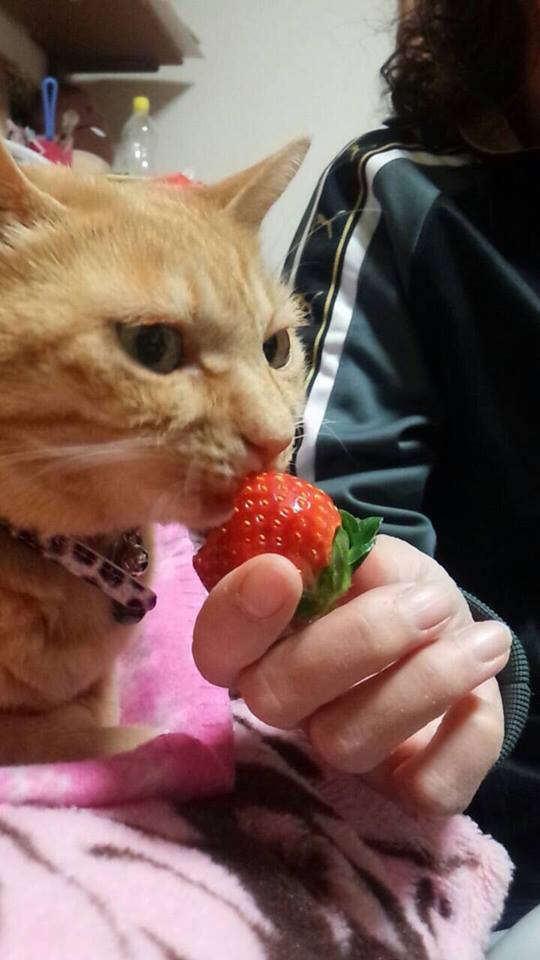 うまいニャ～(^・ω・^ )