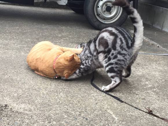 目が覚めたらアクティブに