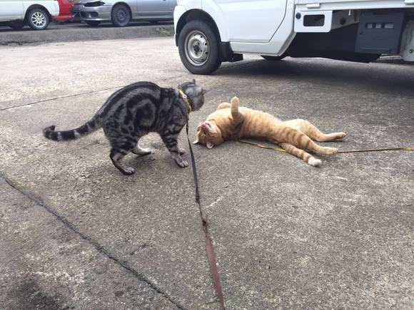 目が覚めたらアクティブに『にゃん太本部長』とねこパンチ会議