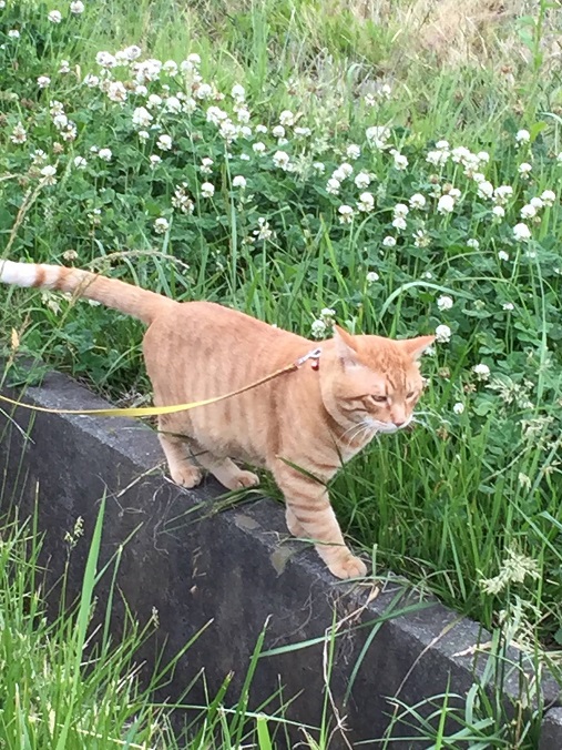 にゃん太！春の交通安全！パトロール中！