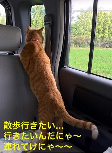 夏に向けて、鍛えるニャー！腹筋300回！