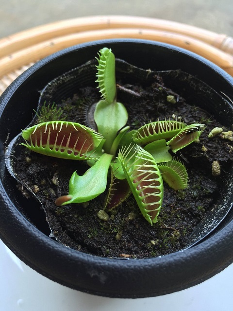 クルマ屋 兼 植物園のクルマドー