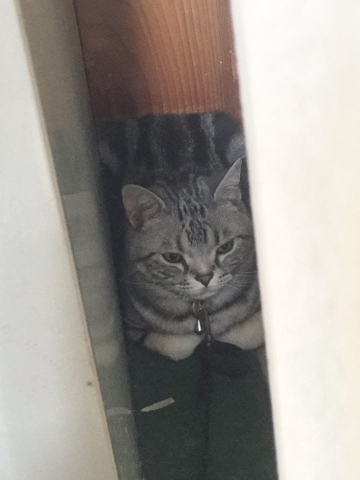 突然の熱い夕立に～♪エルにゃんびっくり！