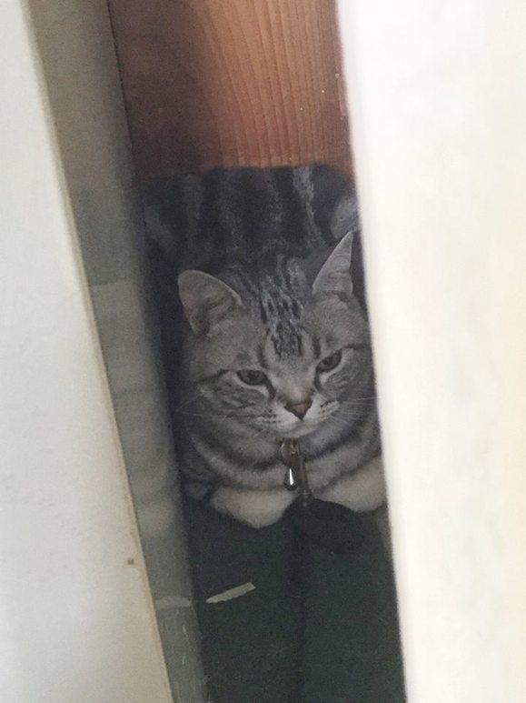 エルにゃん営業部長