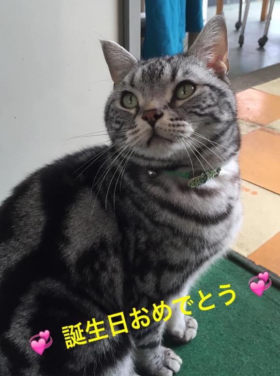 クルマドーネコの日