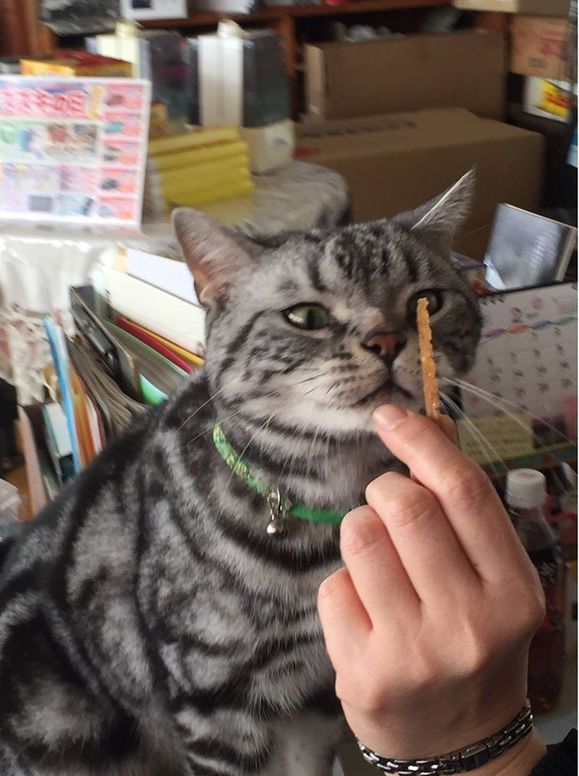 クルマドーネコの日