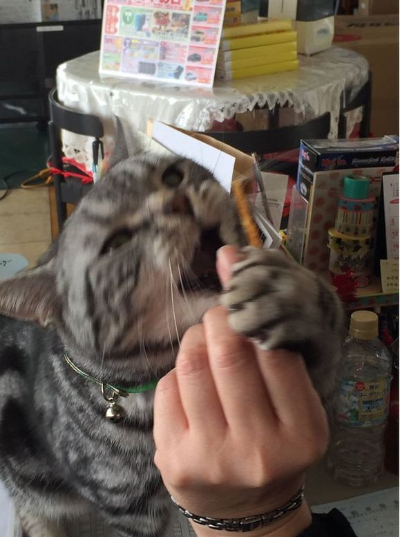 クルマドーネコの日