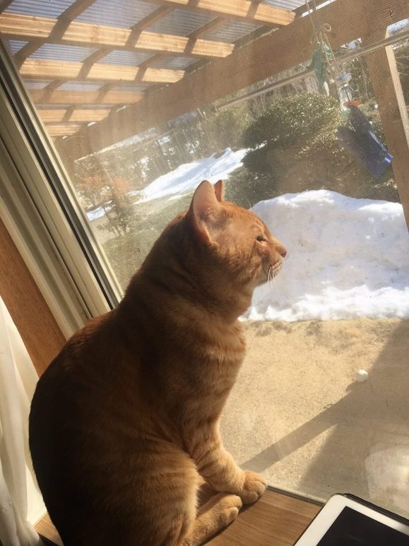 クルマドーネコの日