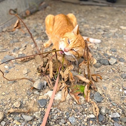 夏季休業のお知らせ‼