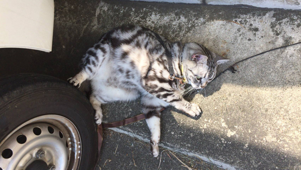 日曜日のエルレ