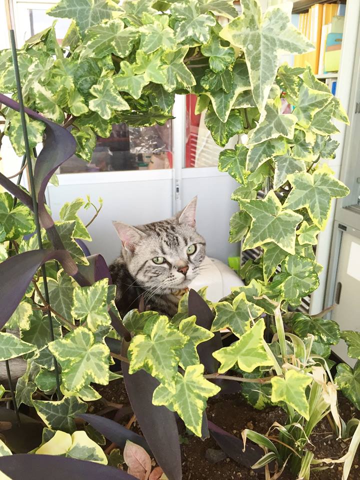 営業部長エルにゃん