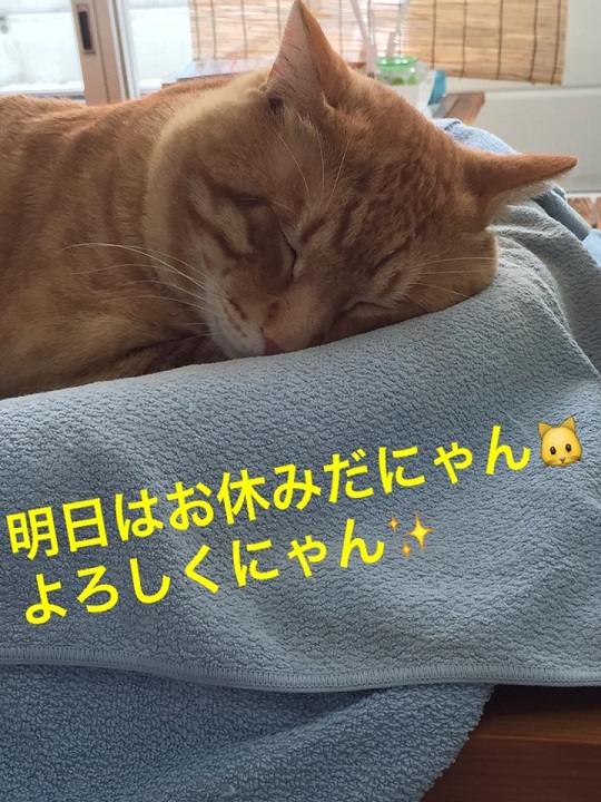 お休みにゃん太