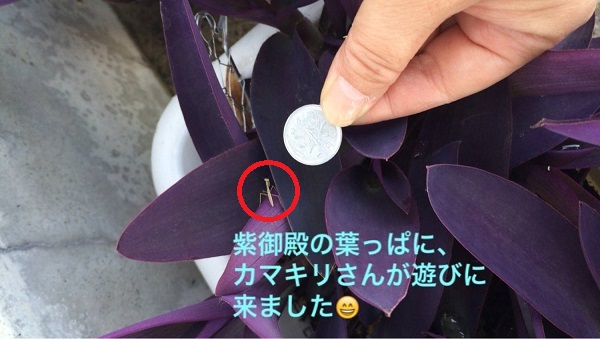 カマキリの子、子カマキリ！