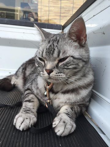 エルにゃんキャビン