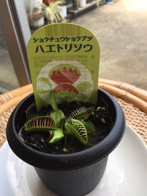 ハエトリソウ１