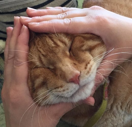 にゃん太－彦星