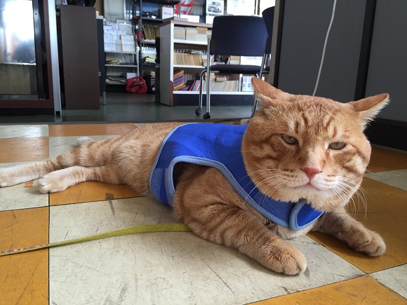 にゃん太－保冷ベスト