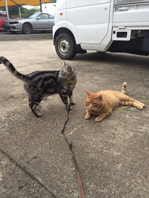 エルにゃんとにゃん太