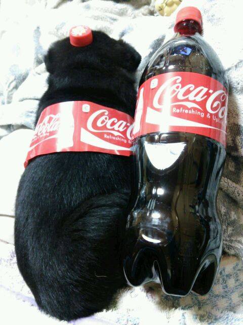 dog or coke