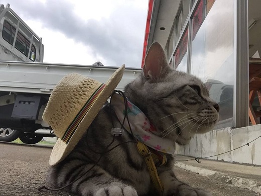 エルにゃん－麦わら帽子