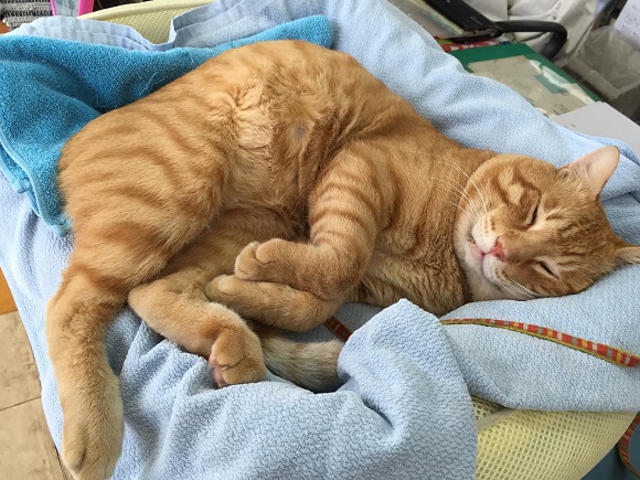 にゃん太－夢心地