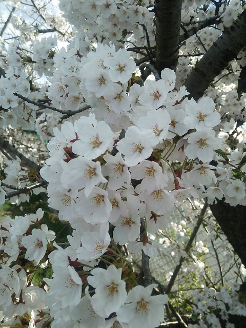 20170424_cherry_blossoms.JPG