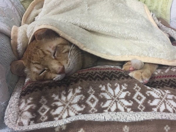 にゃん太営業本部長