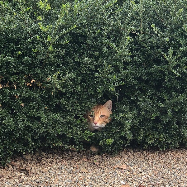 にゃん太の１０月