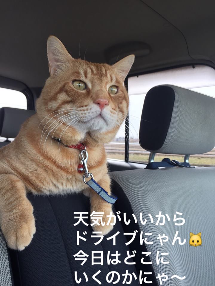 クルマでドライブするのが大好きニャ♪